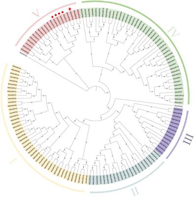 The apple GARP family gene MdHHO3 regulates the nitrate response and leaf senescence